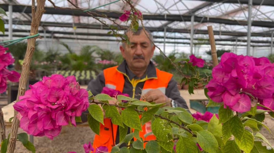 Çöplükteki Gazla Bozkırda 2 Bin Metrekarelik ‘akdeniz’ Oluşturulup Tropikal Bitki Yetiştiriliyor