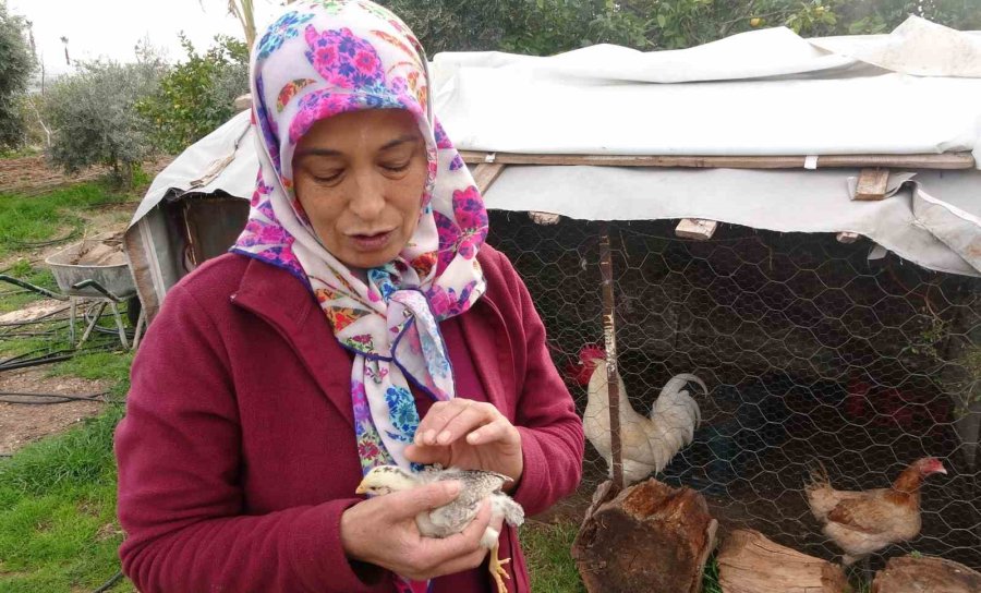 Görenleri Şaşırttı: Civciv Ay Yıldız Figürüyle Doğdu
