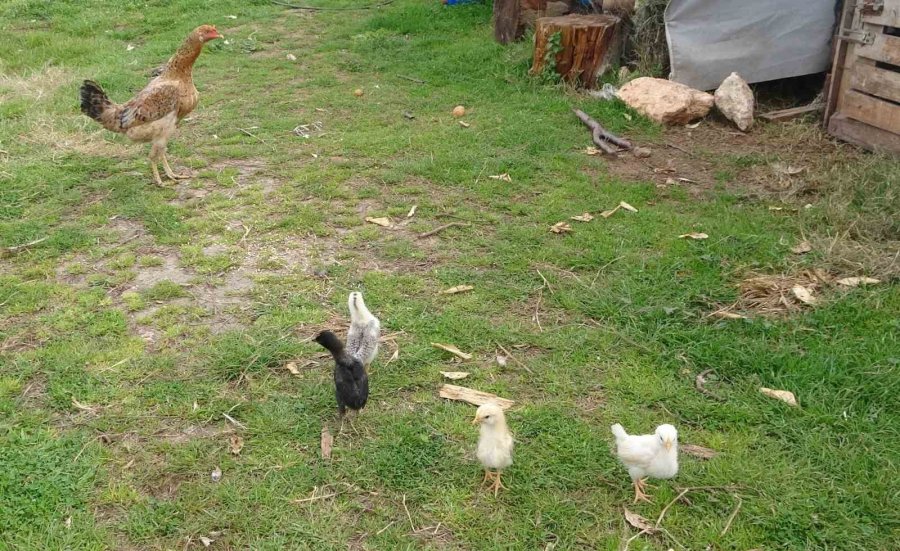 Görenleri Şaşırttı: Civciv Ay Yıldız Figürüyle Doğdu