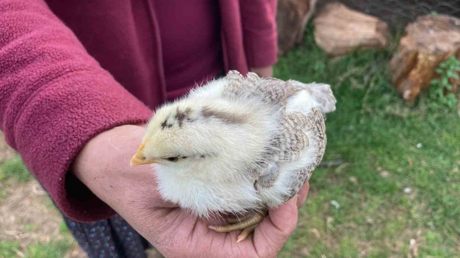 Görenleri Şaşırttı: Civciv Ay Yıldız Figürüyle Doğdu