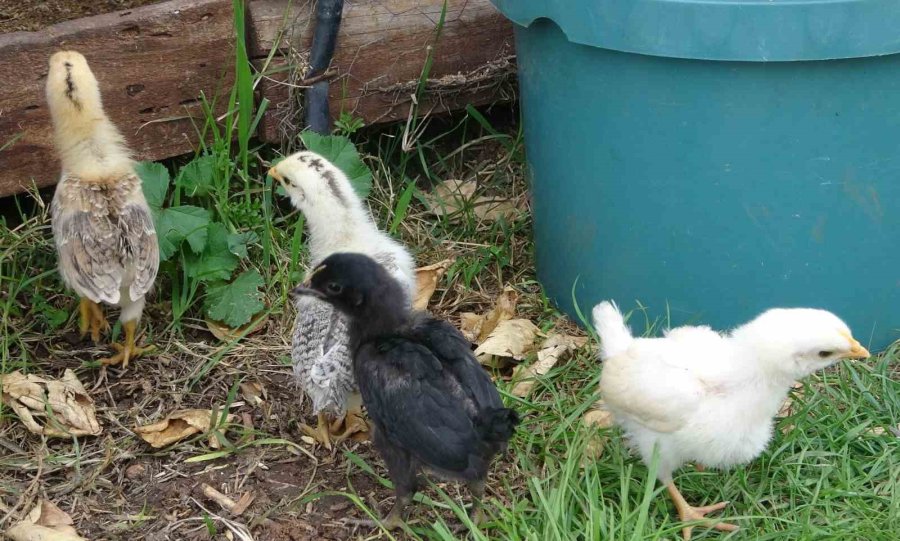 Görenleri Şaşırttı: Civciv Ay Yıldız Figürüyle Doğdu