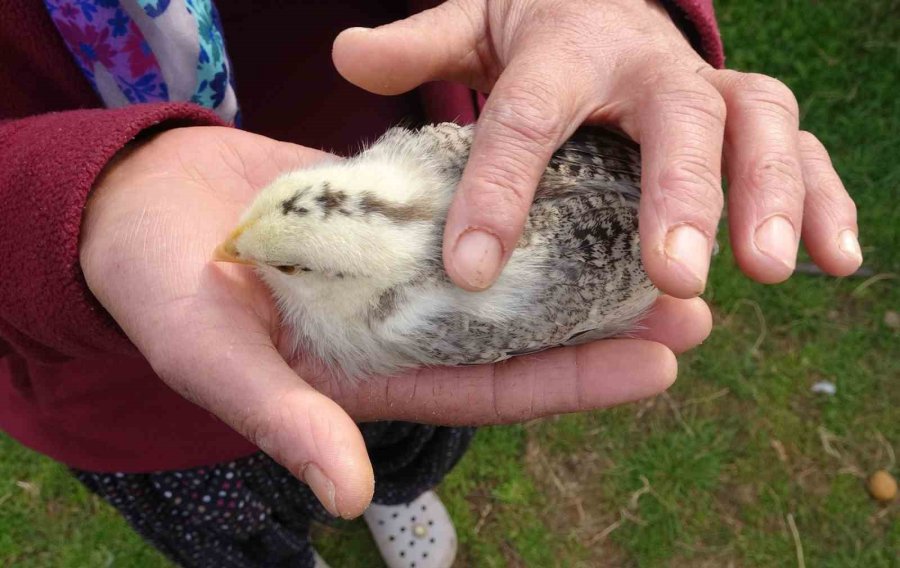 Görenleri Şaşırttı: Civciv Ay Yıldız Figürüyle Doğdu