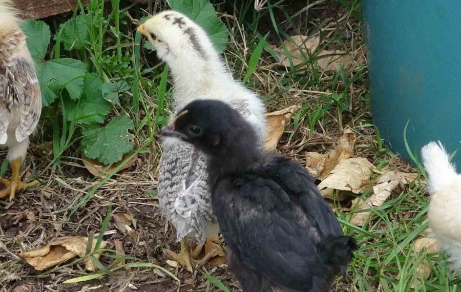 Görenleri Şaşırttı: Civciv Ay Yıldız Figürüyle Doğdu