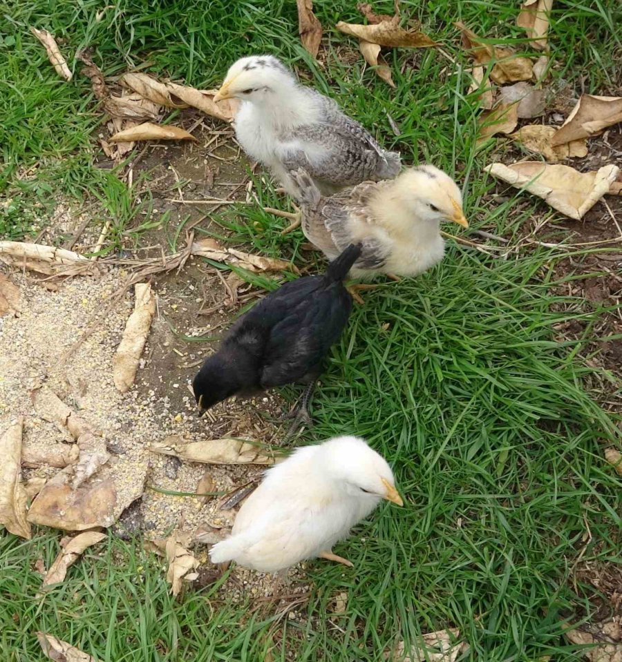 Görenleri Şaşırttı: Civciv Ay Yıldız Figürüyle Doğdu