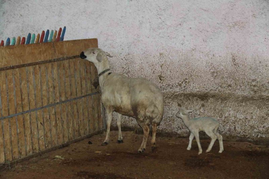 Koyun, Ölen Yavrusuna Ön Ayaklarıyla Masaj Yaparak Kurtarmaya Çalıştı