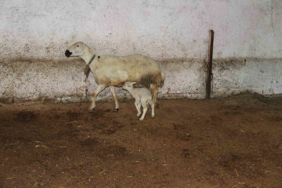 Koyun, Ölen Yavrusuna Ön Ayaklarıyla Masaj Yaparak Kurtarmaya Çalıştı
