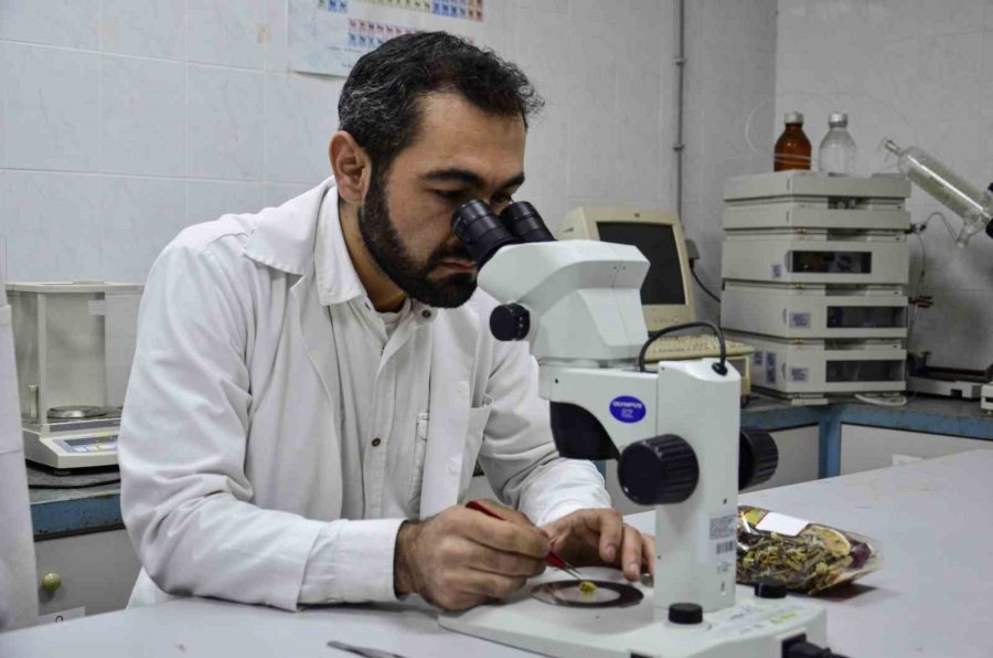 Bilimsel Araştırma Yapıldı: ’kış Çayları Yarardan Çok Zarar Verebilir’