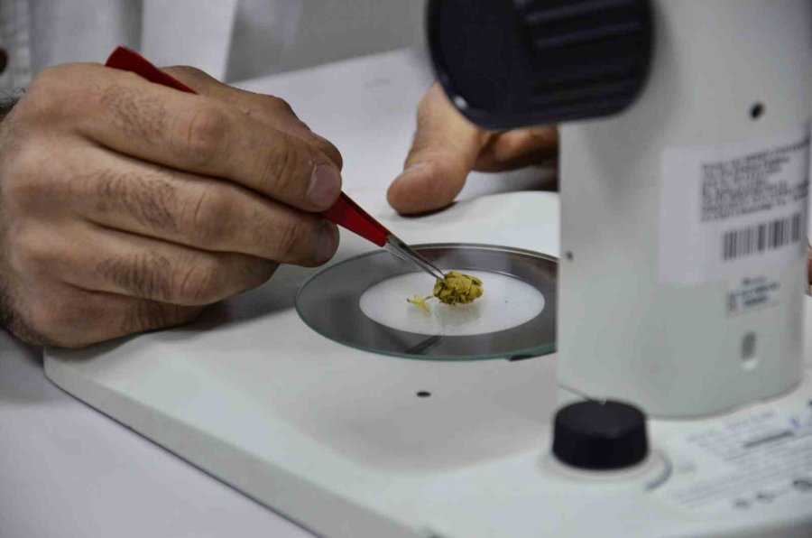 Bilimsel Araştırma Yapıldı: ’kış Çayları Yarardan Çok Zarar Verebilir’