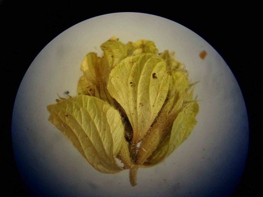 Bilimsel Araştırma Yapıldı: ’kış Çayları Yarardan Çok Zarar Verebilir’