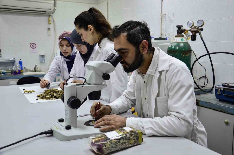 Bilimsel Araştırma Yapıldı: ’kış Çayları Yarardan Çok Zarar Verebilir’