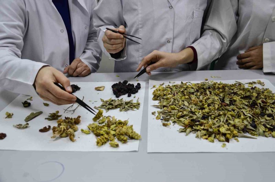 Bilimsel Araştırma Yapıldı: ’kış Çayları Yarardan Çok Zarar Verebilir’