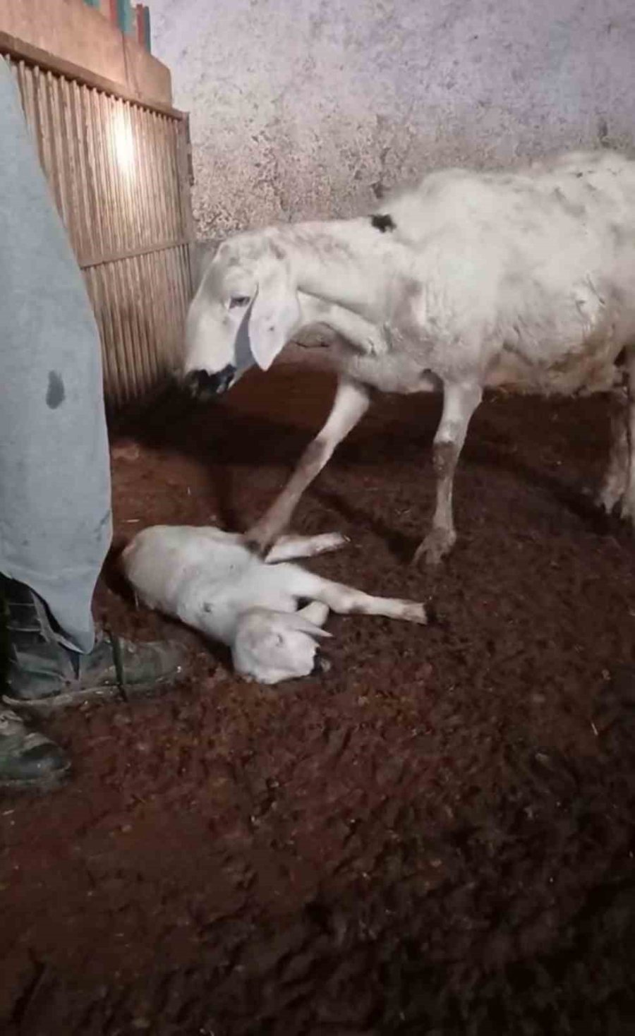 Koyun, Ölen Yavrusuna Ön Ayaklarıyla Masaj Yaparak Kurtarmaya Çalıştı