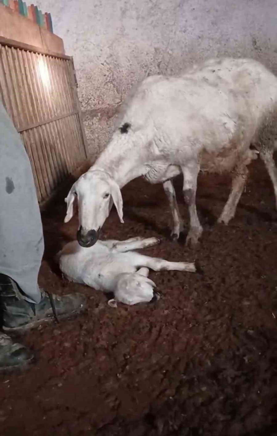 Koyun, Ölen Yavrusuna Ön Ayaklarıyla Masaj Yaparak Kurtarmaya Çalıştı