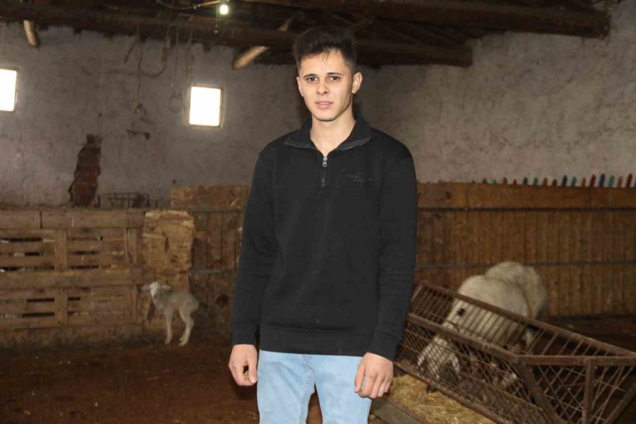 Koyun, Ölen Yavrusuna Ön Ayaklarıyla Masaj Yaparak Kurtarmaya Çalıştı