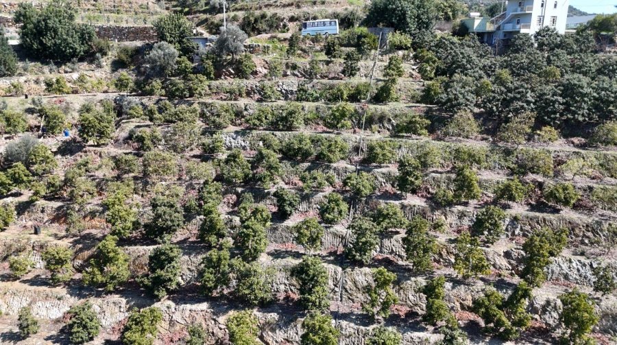 Kilogramı 200 Tl’den Satılan Avokadolar Alanya’da Üreticilerin Yüzünü Güldürdü