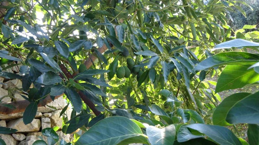 Kilogramı 200 Tl’den Satılan Avokadolar Alanya’da Üreticilerin Yüzünü Güldürdü