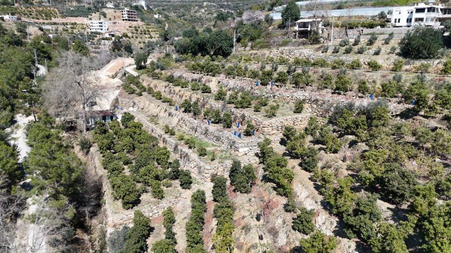 Kilogramı 200 Tl’den Satılan Avokadolar Alanya’da Üreticilerin Yüzünü Güldürdü