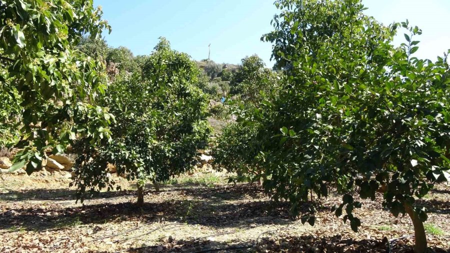 Kilogramı 200 Tl’den Satılan Avokadolar Alanya’da Üreticilerin Yüzünü Güldürdü
