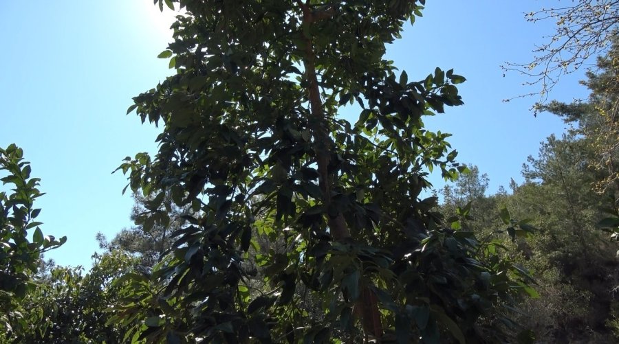 Kilogramı 200 Tl’den Satılan Avokadolar Alanya’da Üreticilerin Yüzünü Güldürdü