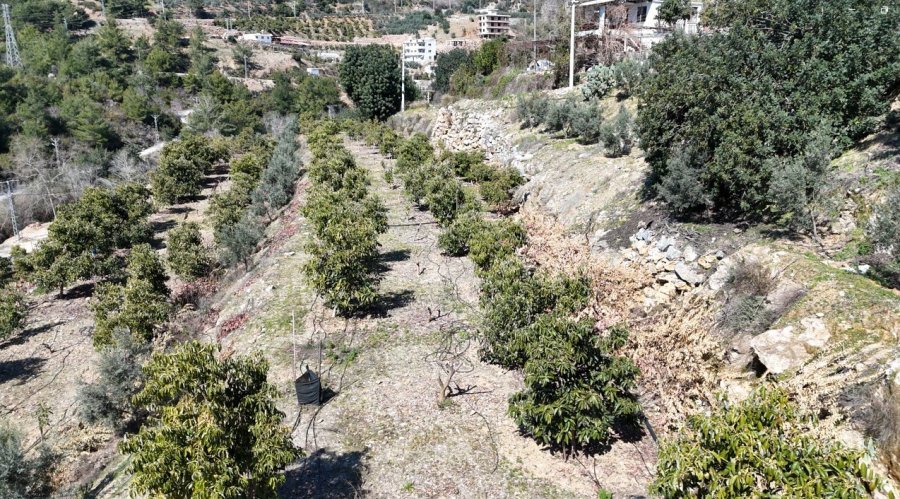 Kilogramı 200 Tl’den Satılan Avokadolar Alanya’da Üreticilerin Yüzünü Güldürdü
