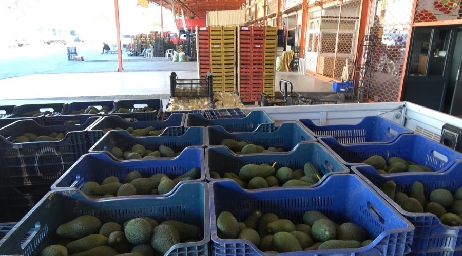 Kilogramı 200 Tl’den Satılan Avokadolar Alanya’da Üreticilerin Yüzünü Güldürdü