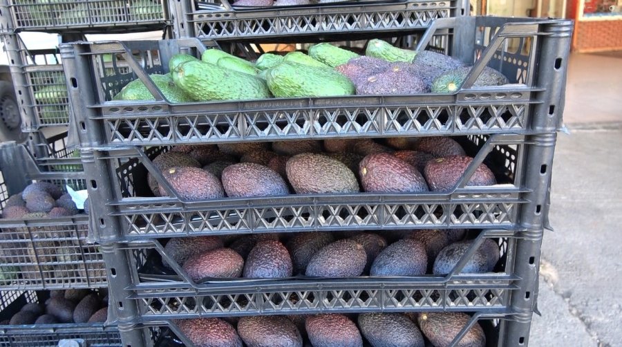 Kilogramı 200 Tl’den Satılan Avokadolar Alanya’da Üreticilerin Yüzünü Güldürdü