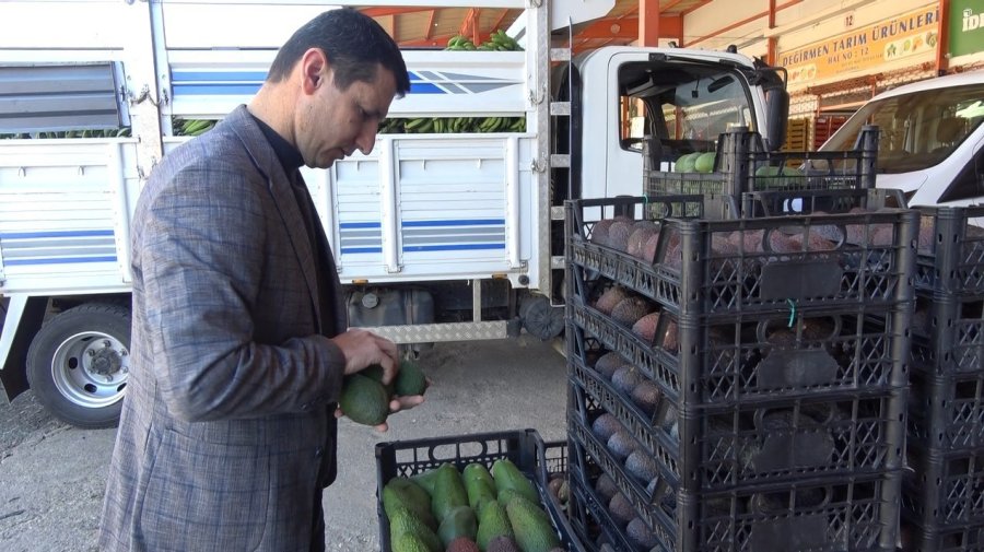 Kilogramı 200 Tl’den Satılan Avokadolar Alanya’da Üreticilerin Yüzünü Güldürdü