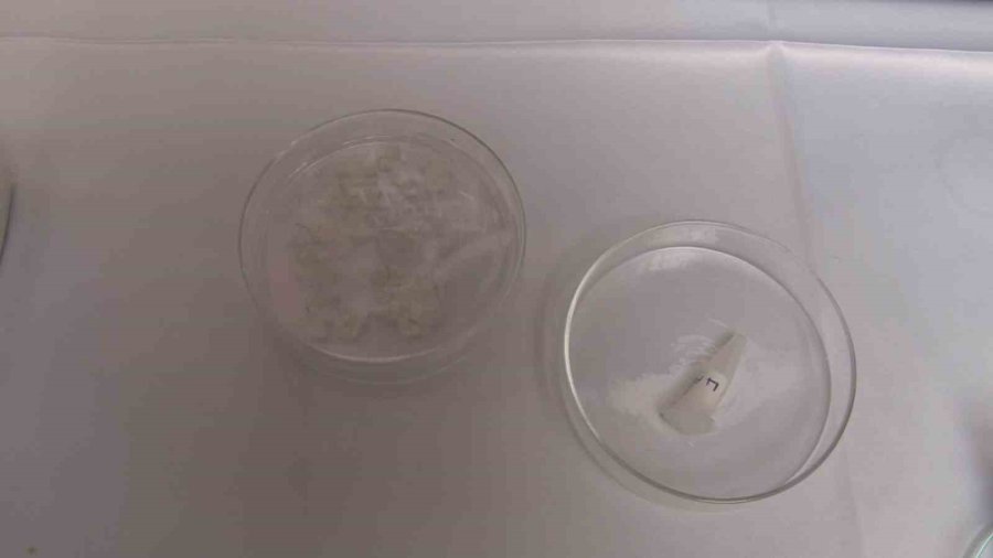 Balık Pulundan Organik ‘diş Dolgusu’