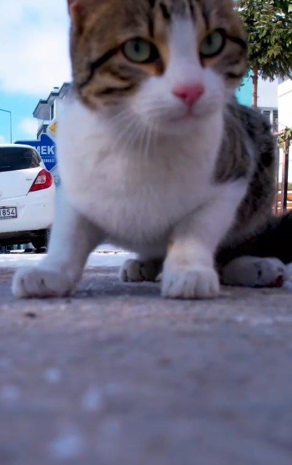 Konya’da Dron İle Karşılaşan Kedi Gülümsetti