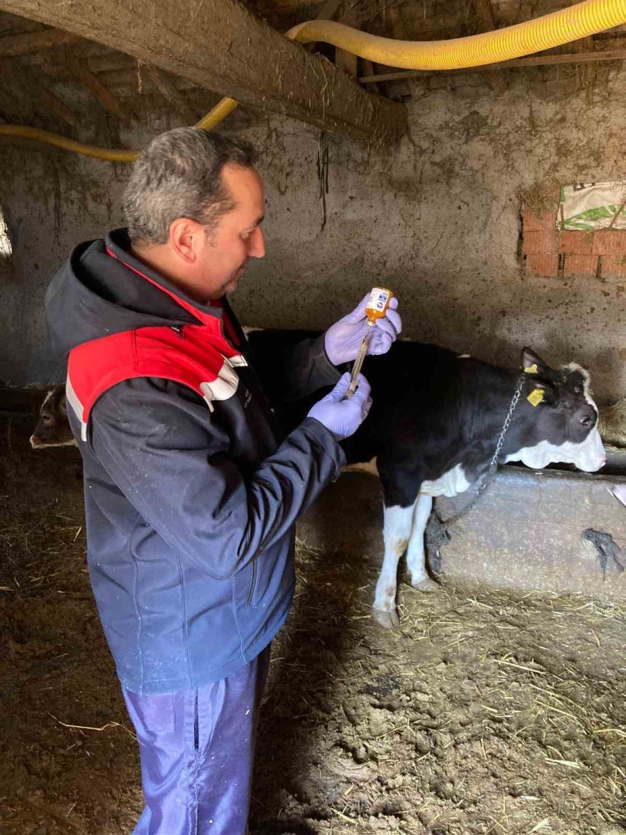 Beyşehir’de Şap Aşısı Kampanyası Sürüyor