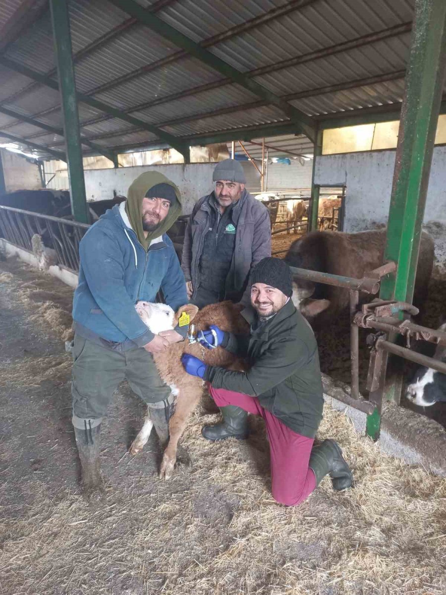 Beyşehir’de Şap Aşısı Kampanyası Sürüyor