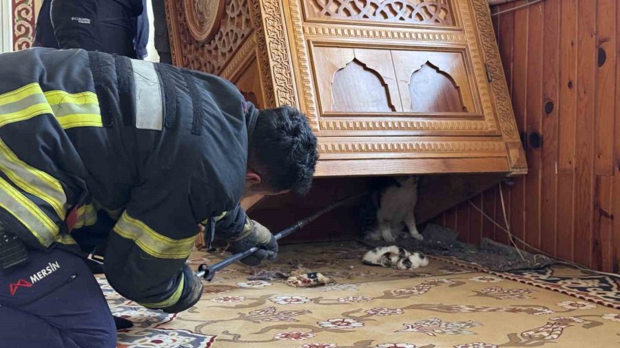 Kedi Vaaz Kürsüsünün Altına Yavruladı