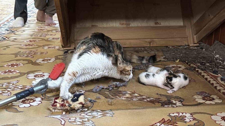 Kedi Vaaz Kürsüsünün Altına Yavruladı