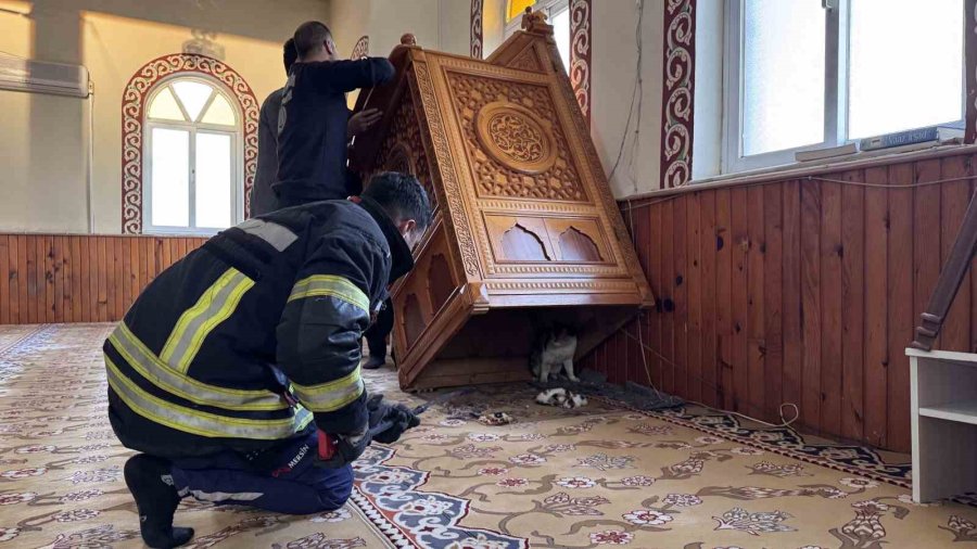 Kedi Vaaz Kürsüsünün Altına Yavruladı