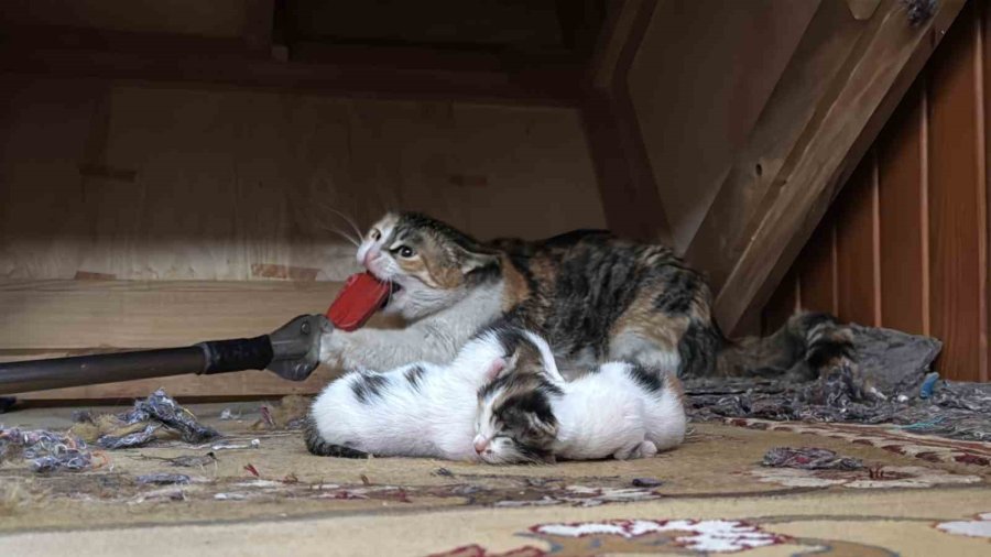 Kedi Vaaz Kürsüsünün Altına Yavruladı