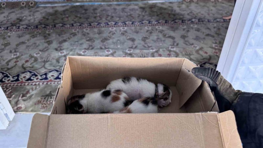 Kedi Vaaz Kürsüsünün Altına Yavruladı