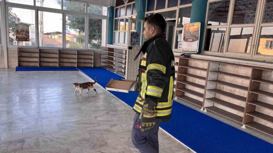 Kedi Vaaz Kürsüsünün Altına Yavruladı