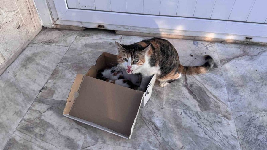 Kedi Vaaz Kürsüsünün Altına Yavruladı