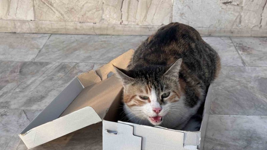 Kedi Vaaz Kürsüsünün Altına Yavruladı