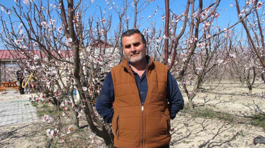 Sıcaklık Arttı, Kayısı Bahçeleri Beyaz Gelinliğini Erken Giydi