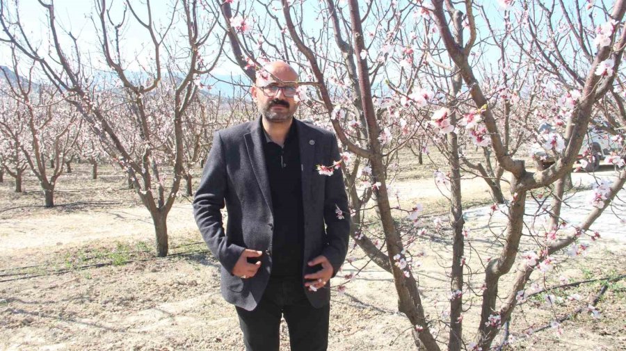 Sıcaklık Arttı, Kayısı Bahçeleri Beyaz Gelinliğini Erken Giydi