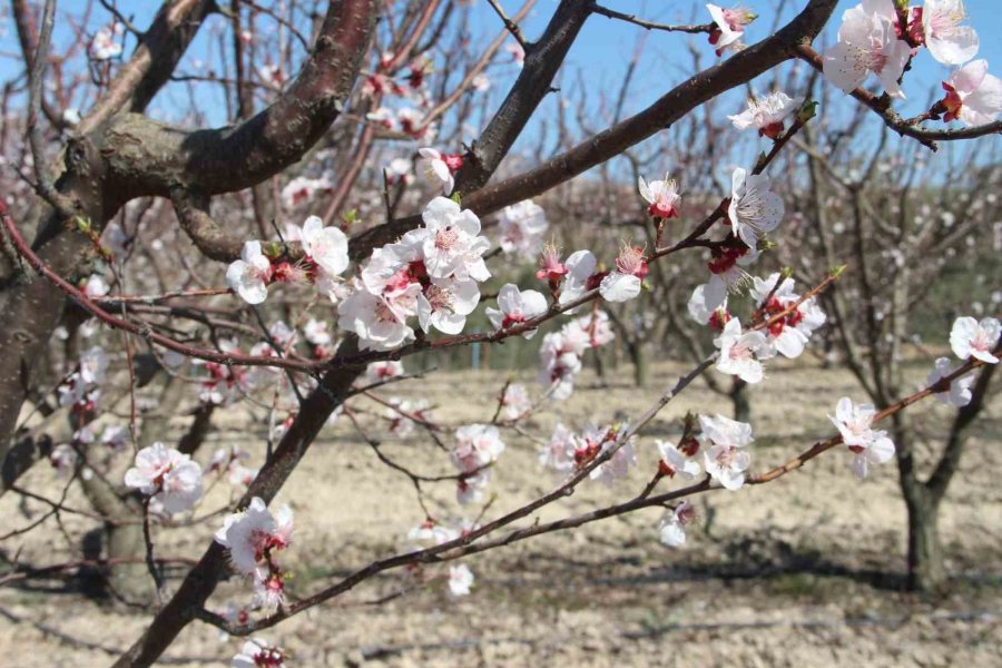 Sıcaklık Arttı, Kayısı Bahçeleri Beyaz Gelinliğini Erken Giydi
