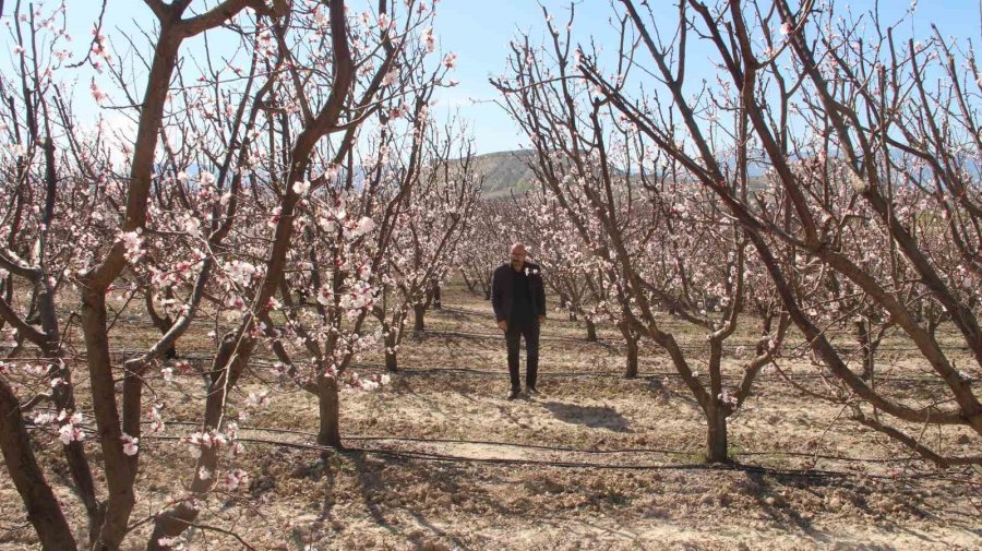 Sıcaklık Arttı, Kayısı Bahçeleri Beyaz Gelinliğini Erken Giydi