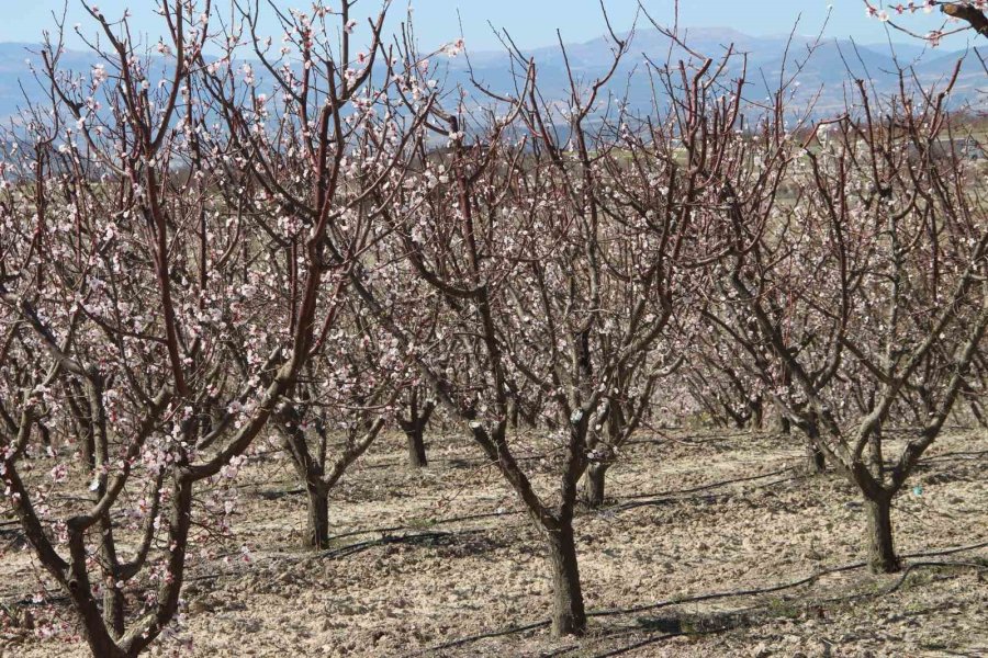 Sıcaklık Arttı, Kayısı Bahçeleri Beyaz Gelinliğini Erken Giydi