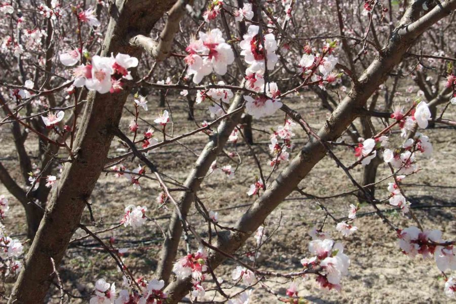Sıcaklık Arttı, Kayısı Bahçeleri Beyaz Gelinliğini Erken Giydi