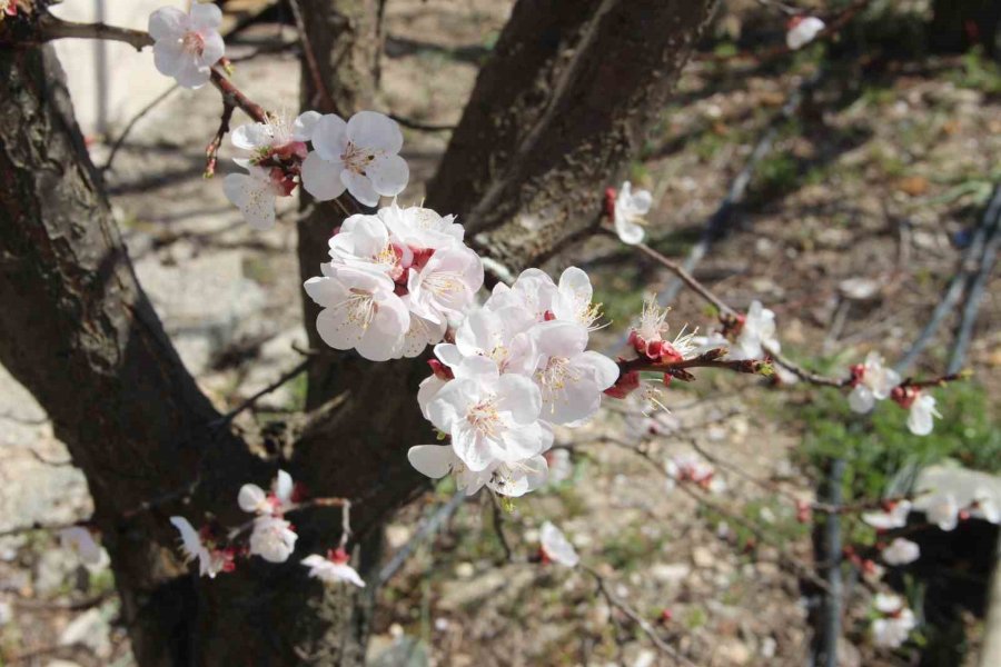 Sıcaklık Arttı, Kayısı Bahçeleri Beyaz Gelinliğini Erken Giydi