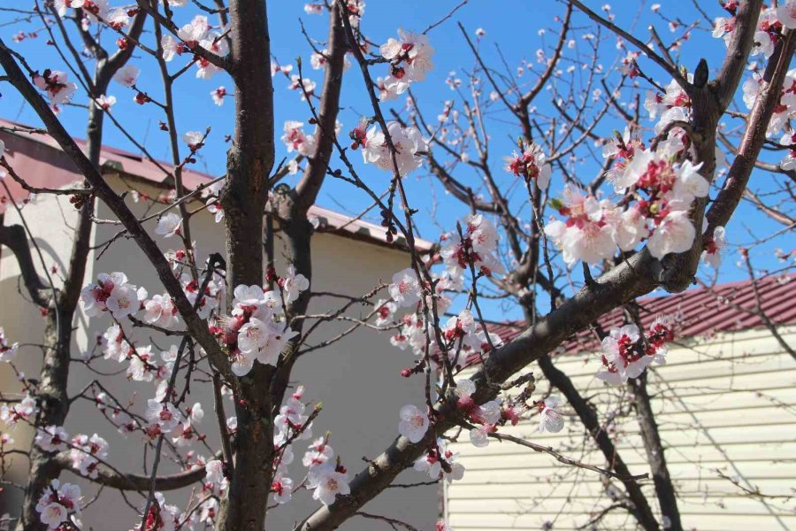 Sıcaklık Arttı, Kayısı Bahçeleri Beyaz Gelinliğini Erken Giydi