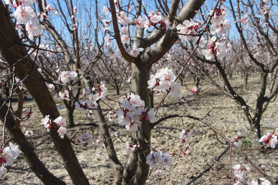 Sıcaklık Arttı, Kayısı Bahçeleri Beyaz Gelinliğini Erken Giydi