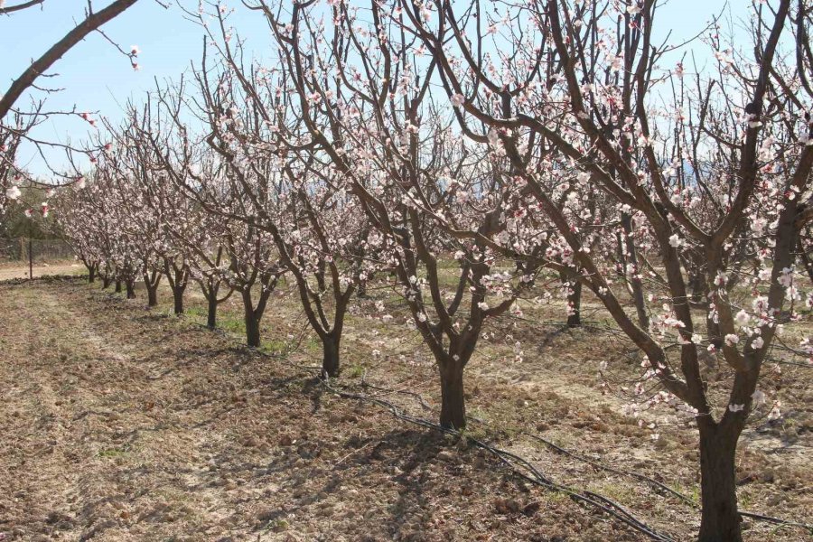 Sıcaklık Arttı, Kayısı Bahçeleri Beyaz Gelinliğini Erken Giydi