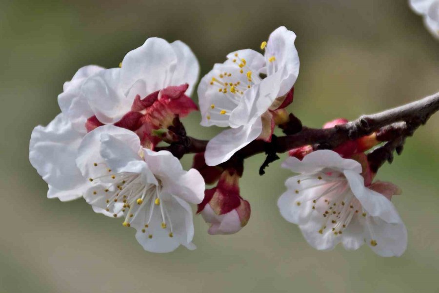 Sıcaklık Arttı, Kayısı Bahçeleri Beyaz Gelinliğini Erken Giydi